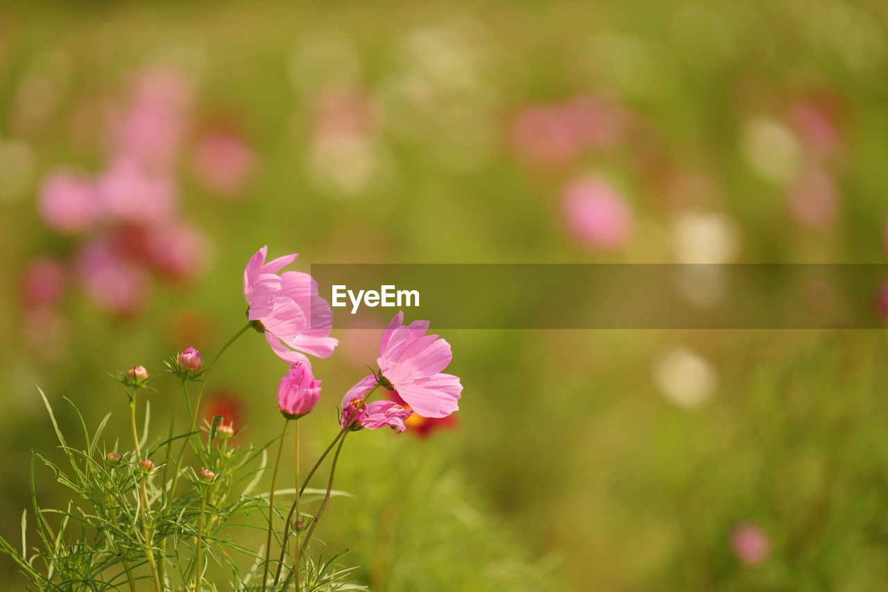 Close-up of pink flowering plant on field