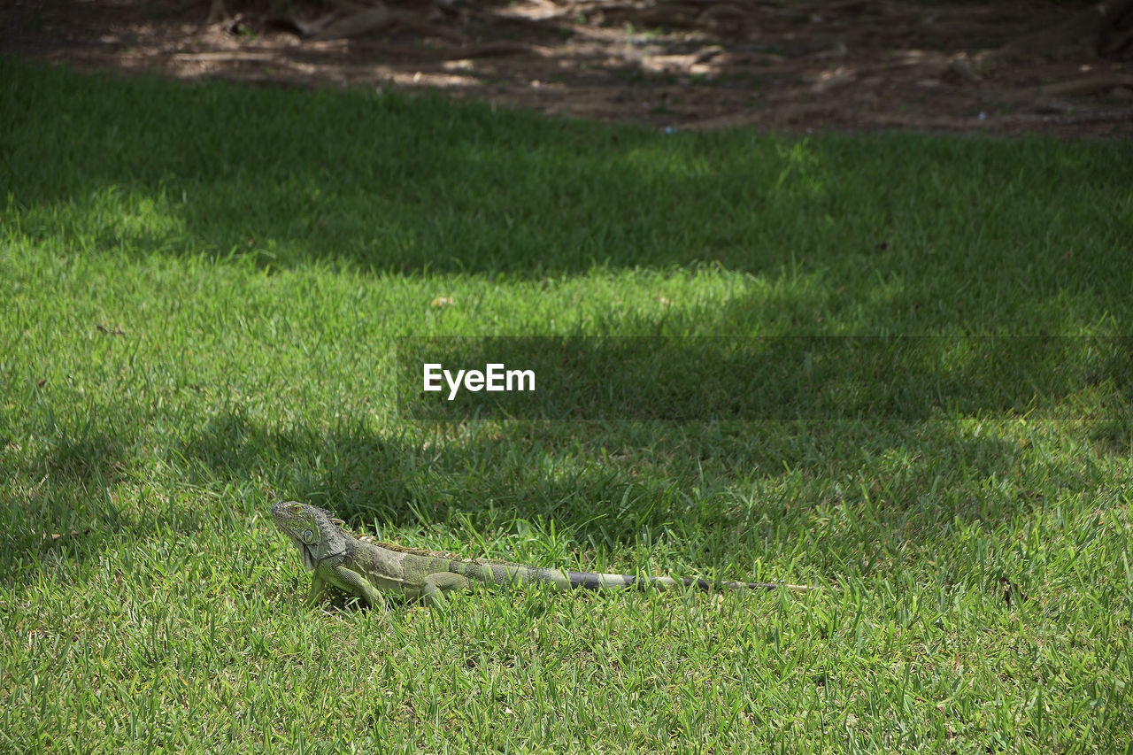 VIEW OF A BIRD ON GRASS