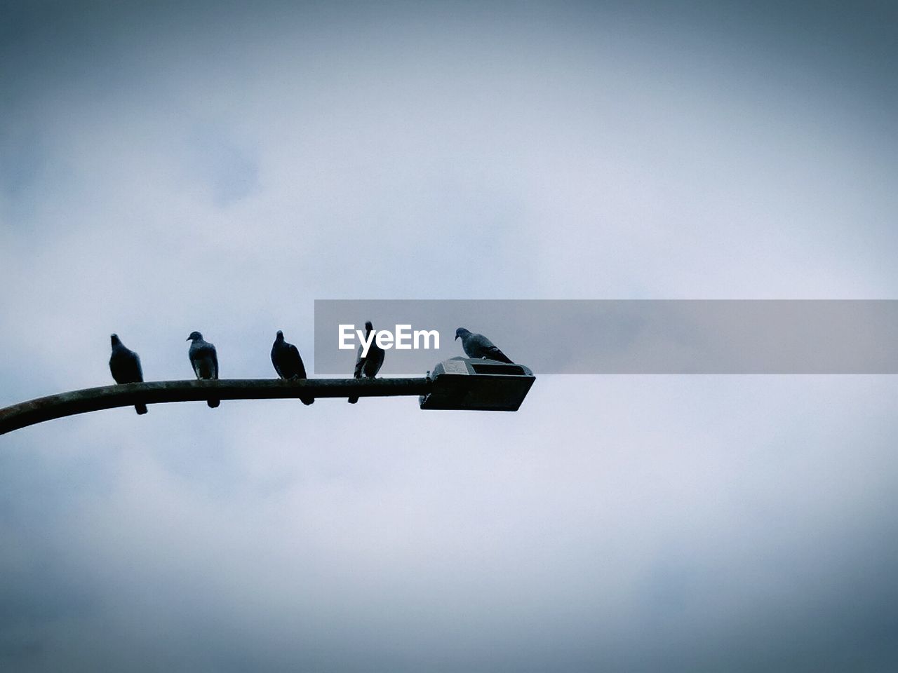 LOW ANGLE VIEW OF BIRDS PERCHING ON POWER LINES