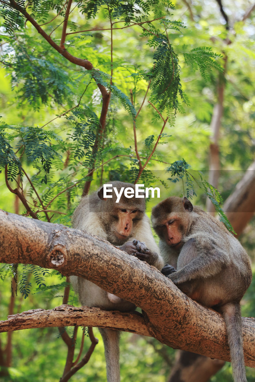 Monkey sitting on tree