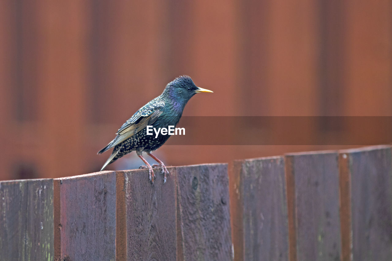 VIEW OF BIRD PERCHING ON WOOD