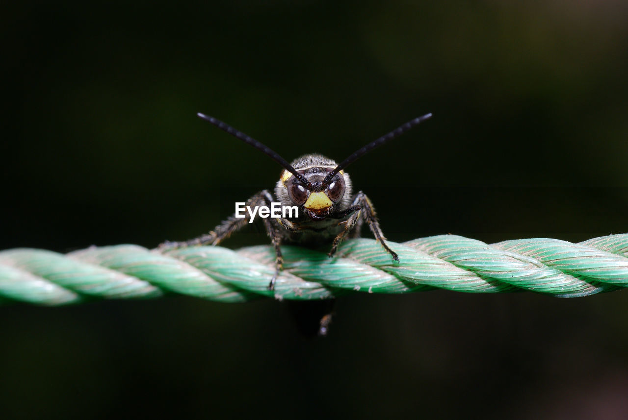 CLOSE-UP OF GRASSHOPPER