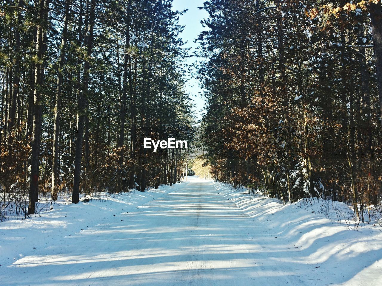 Snow covered road along trees