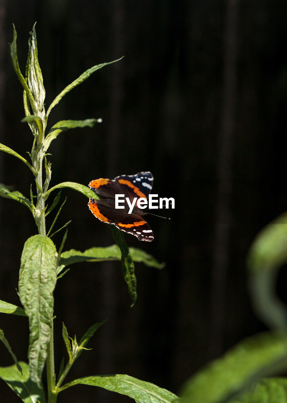 CLOSE-UP OF INSECT ON PLANTS