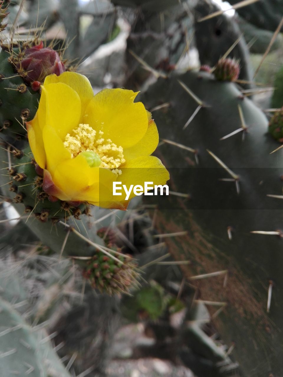 Close-up of yellow flowering plant