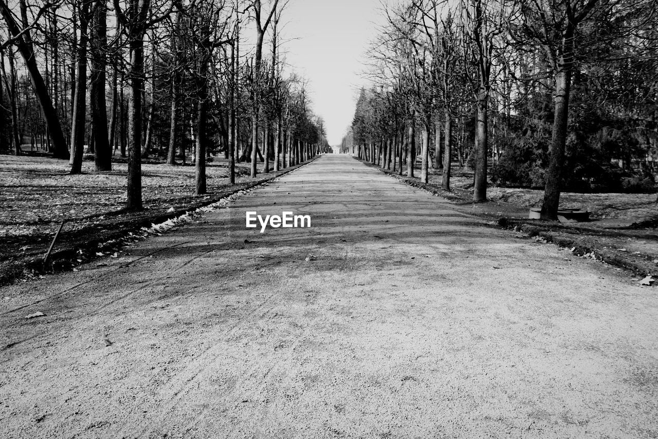 Bare trees on landscape