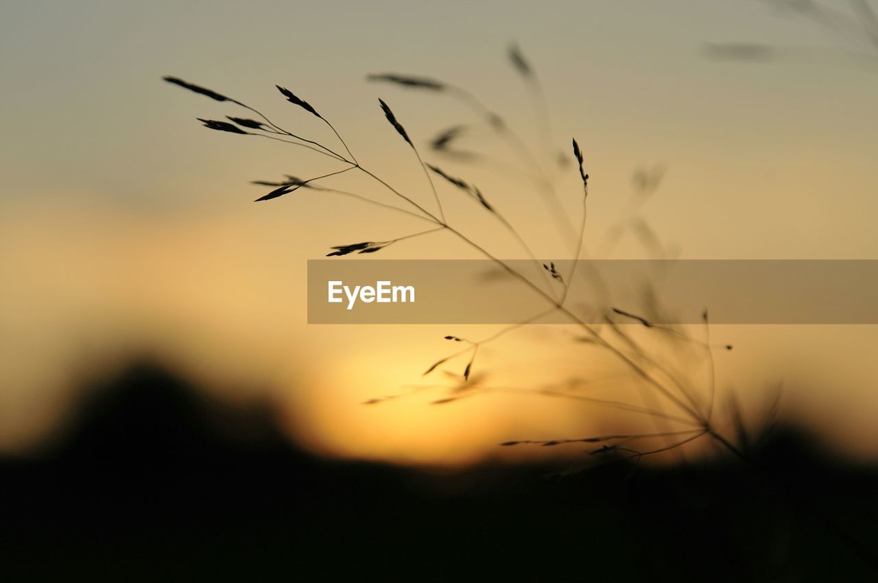 Close-up of silhouette plant against sky during sunset