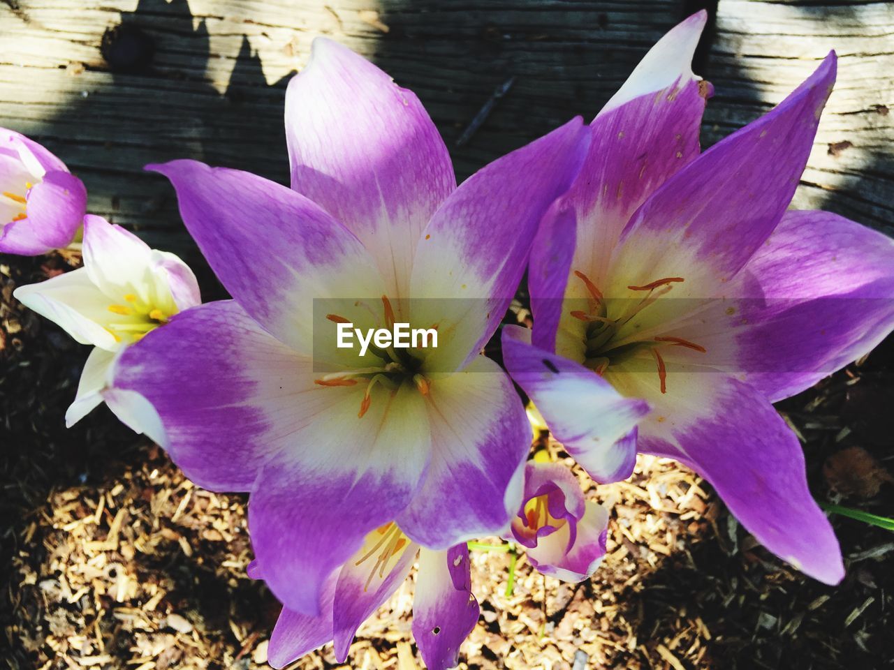 CLOSE-UP OF PURPLE FLOWERS