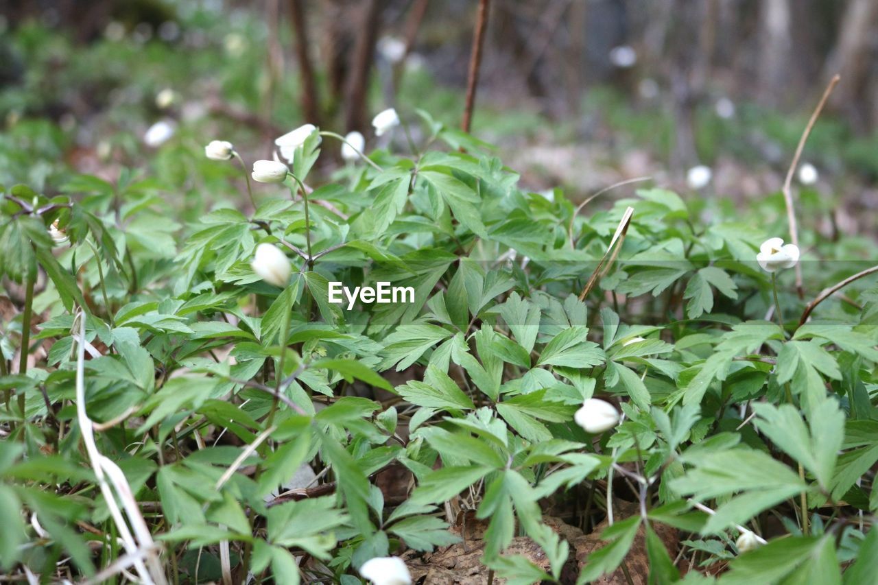 CLOSE-UP OF PLANT GROWING ON FIELD