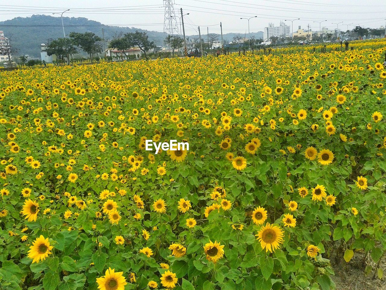 SUNFLOWERS BLOOMING IN FIELD