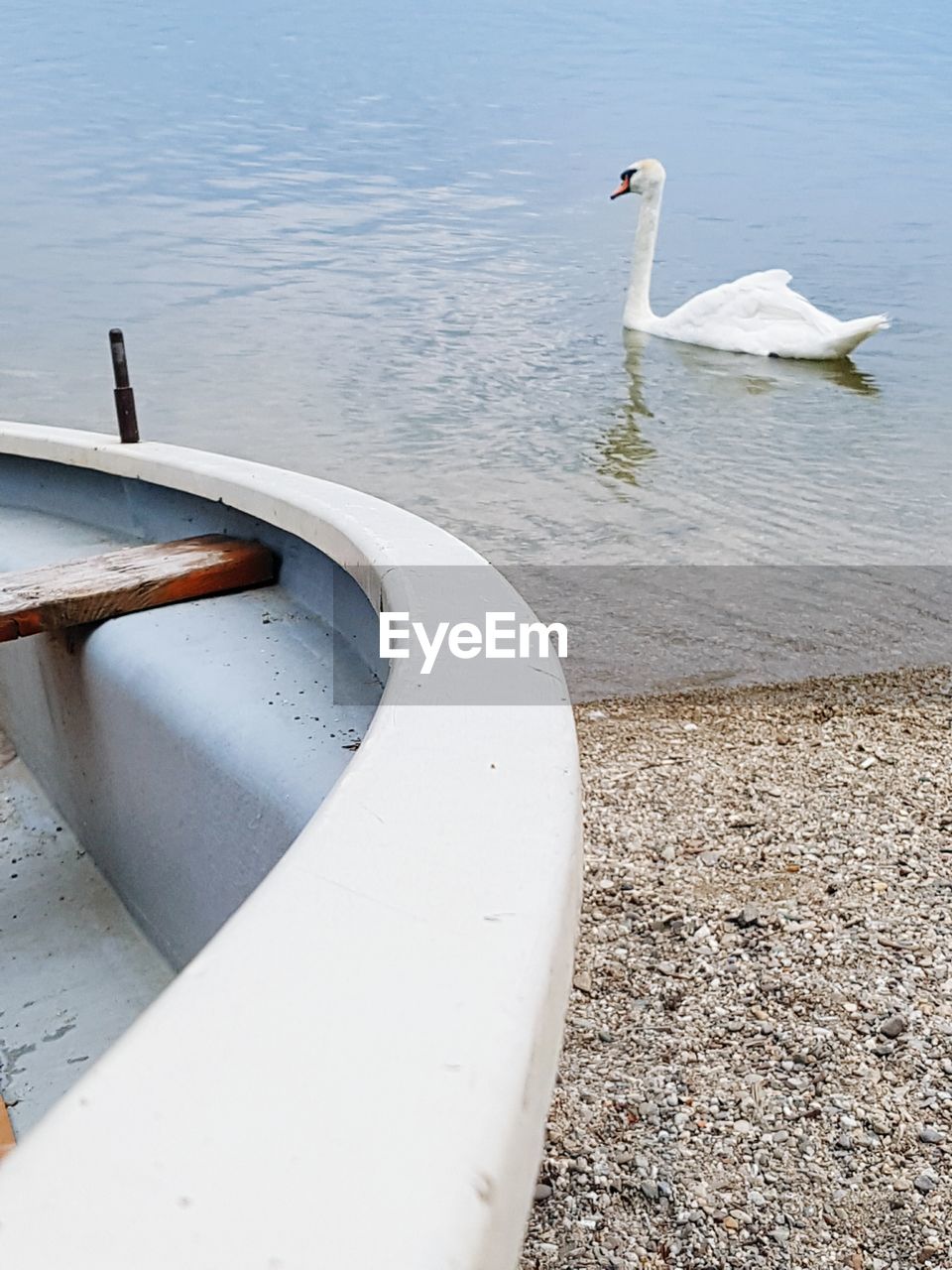 Swan swimming in lake by boat