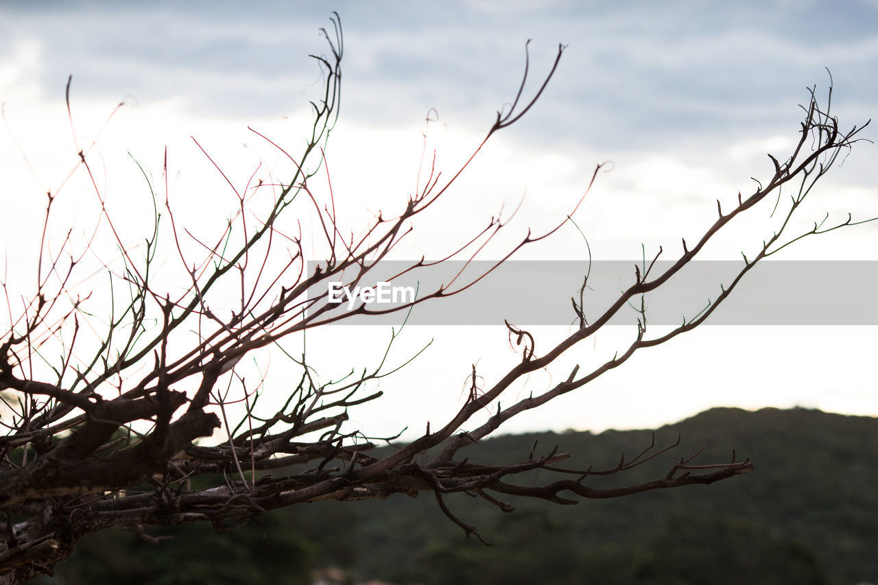 CLOSE-UP OF BRANCHES AGAINST SKY