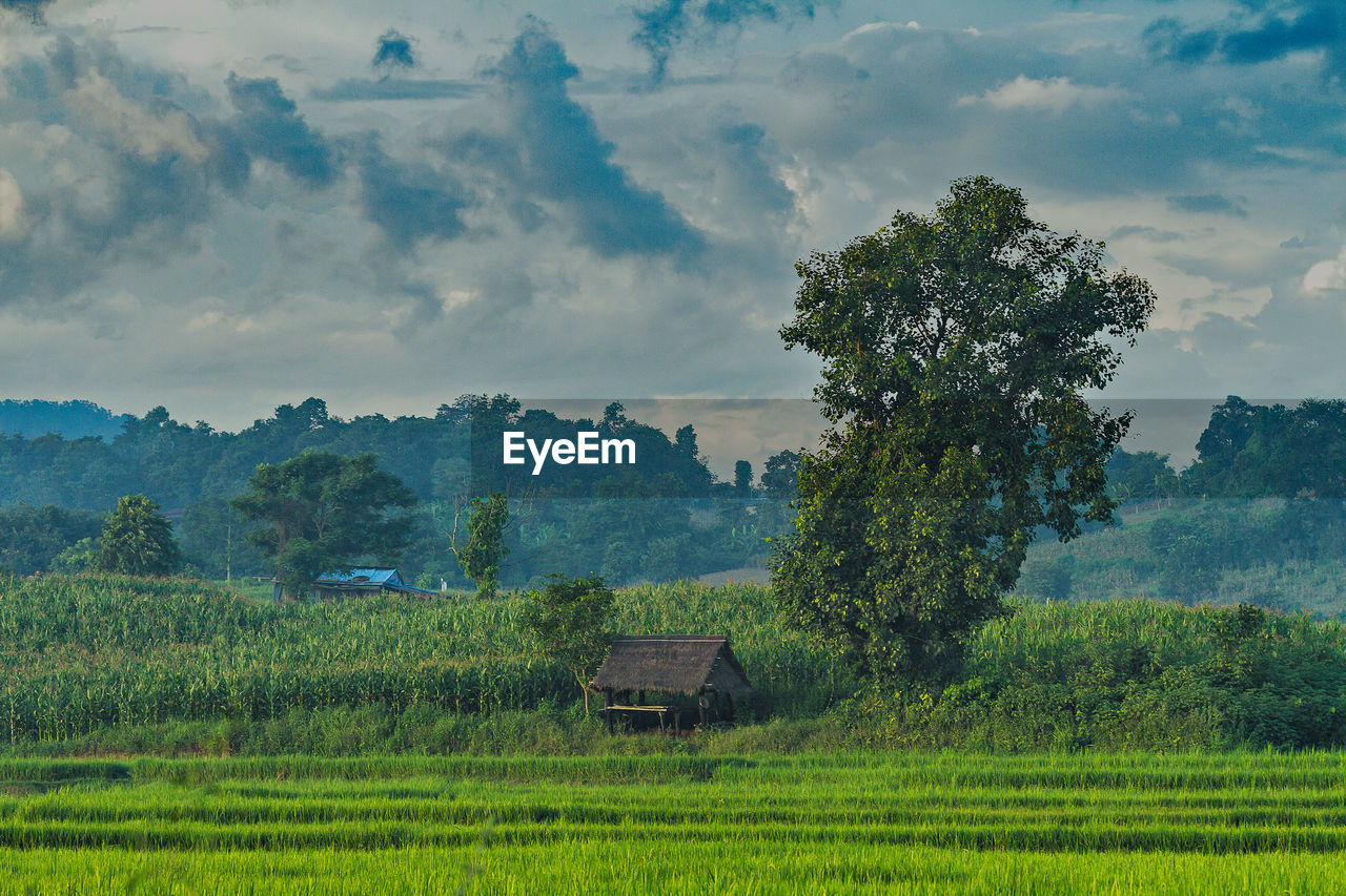 Trees on field against sky