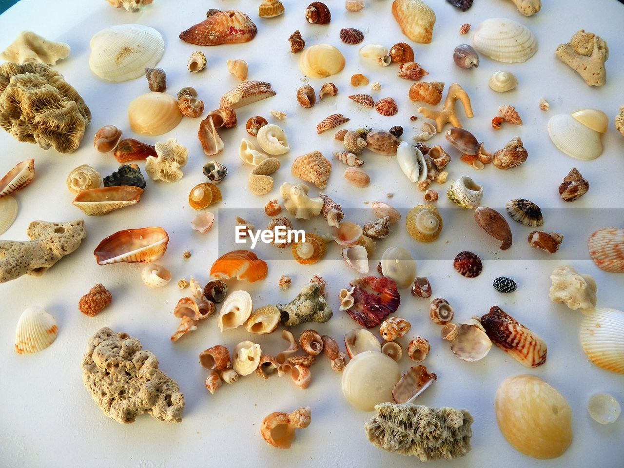 Seashells from the seashore