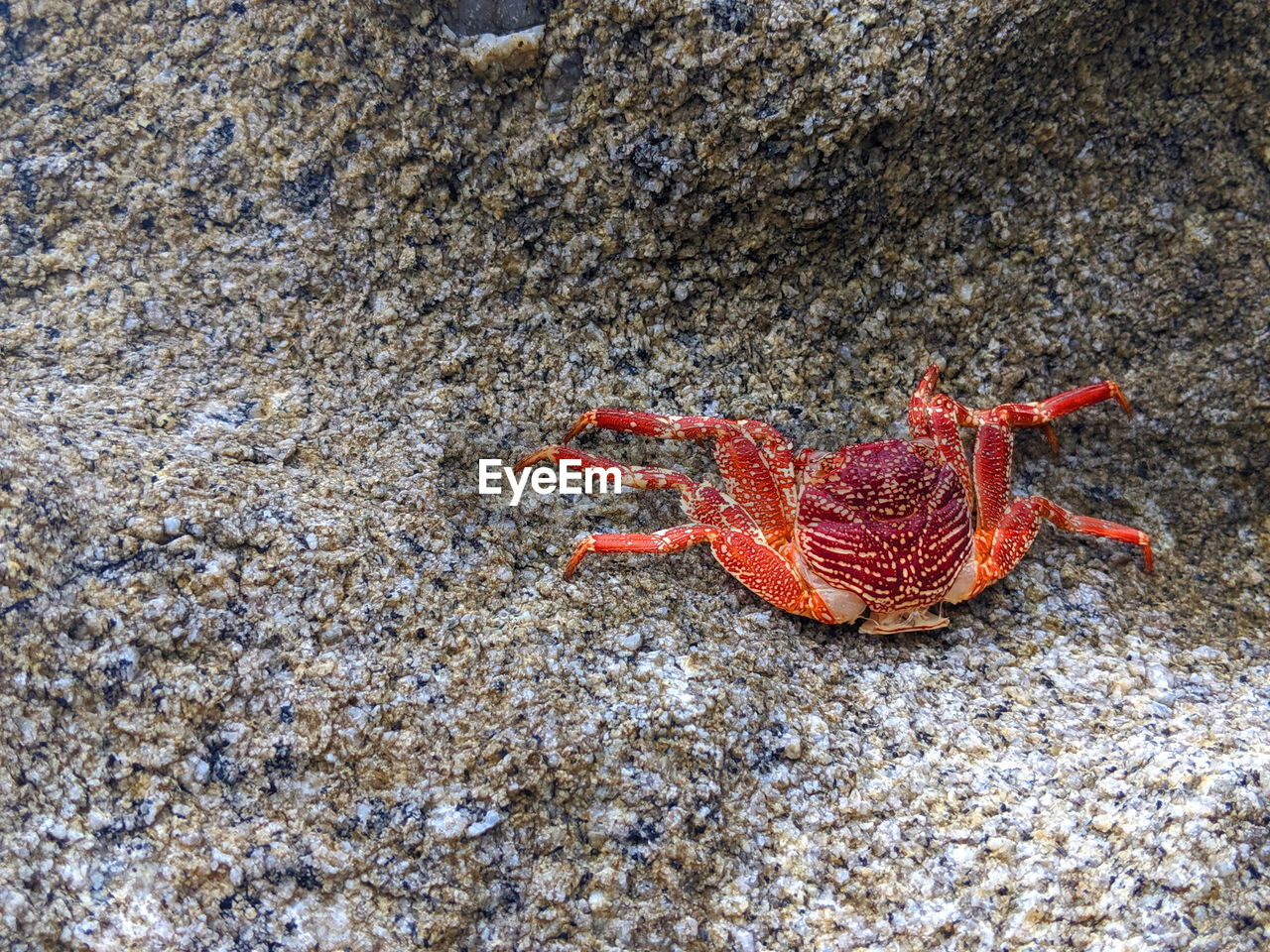 HIGH ANGLE VIEW OF CRAB ON THE BEACH