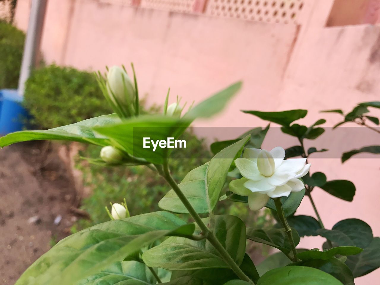 Close-up of flowers