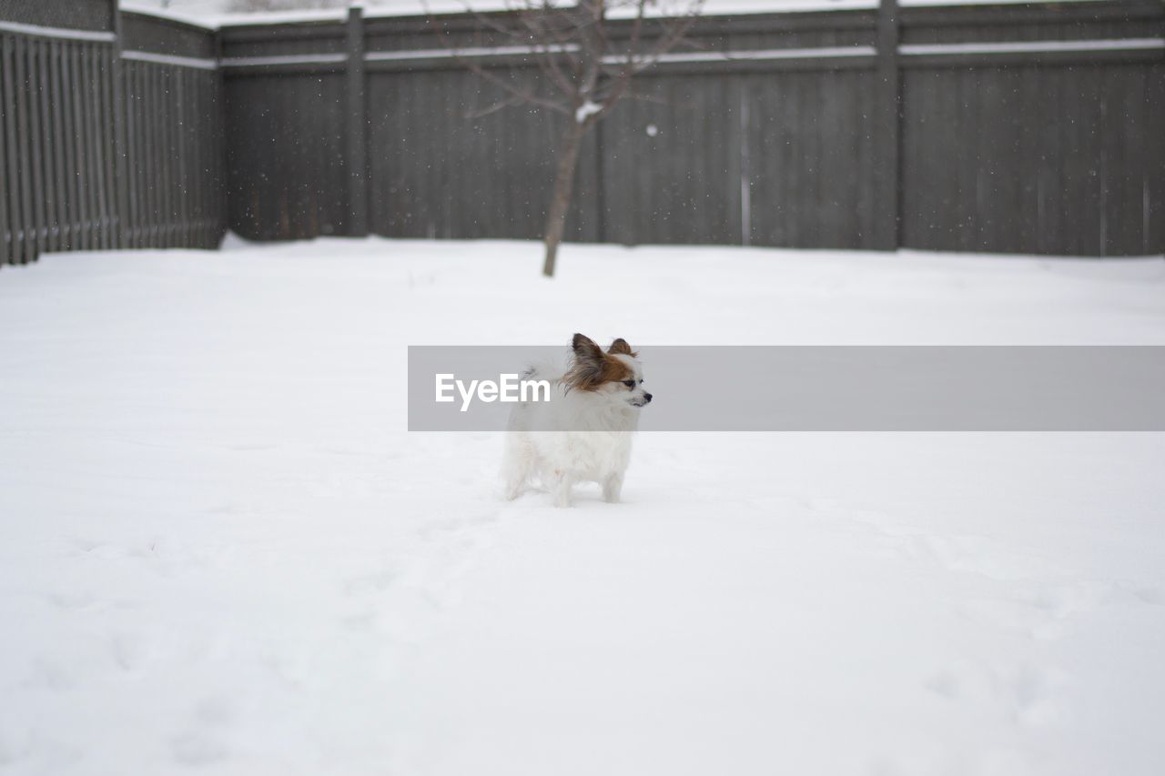 DOG ON SNOW DURING WINTER