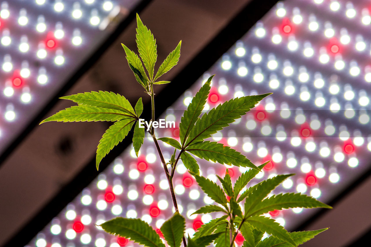 LOW ANGLE VIEW OF PLANT WITH ILLUMINATED LEAVES