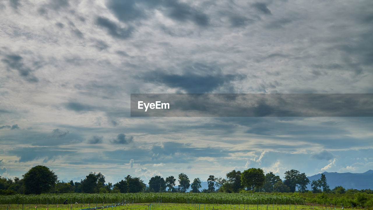 sky, environment, landscape, cloud, plant, horizon, field, nature, land, tree, scenics - nature, plain, grassland, beauty in nature, rural scene, agriculture, grass, prairie, no people, tranquility, meadow, crop, hill, rural area, green, tranquil scene, farm, outdoors, morning, growth, food and drink, blue, social issues, food, non-urban scene, pasture, cloudscape, dramatic sky, freshness, day, summer, forest, environmental conservation, travel, sunlight