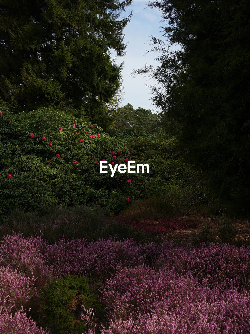 FLOWERS BLOOMING AGAINST TREES