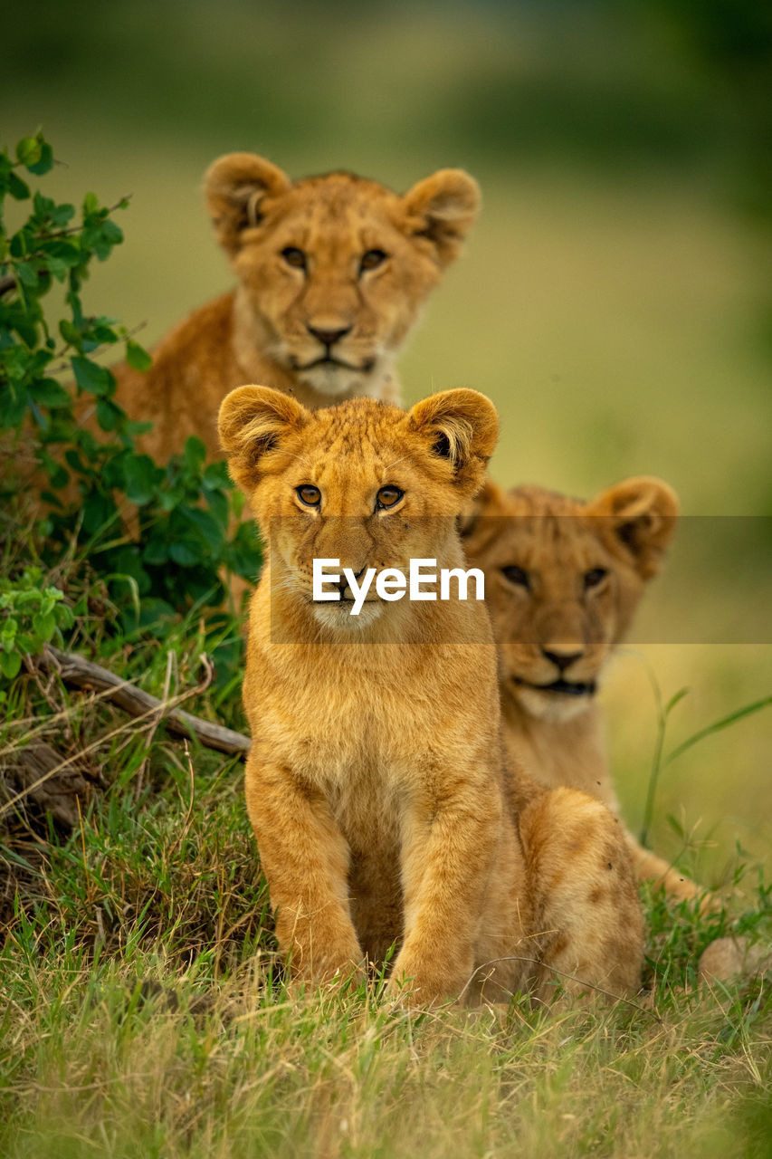 Lion sits in grass beside two others