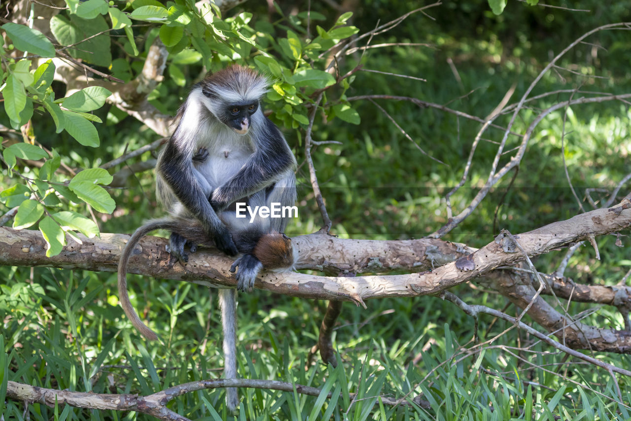 MONKEY SITTING ON BRANCH OF TREE