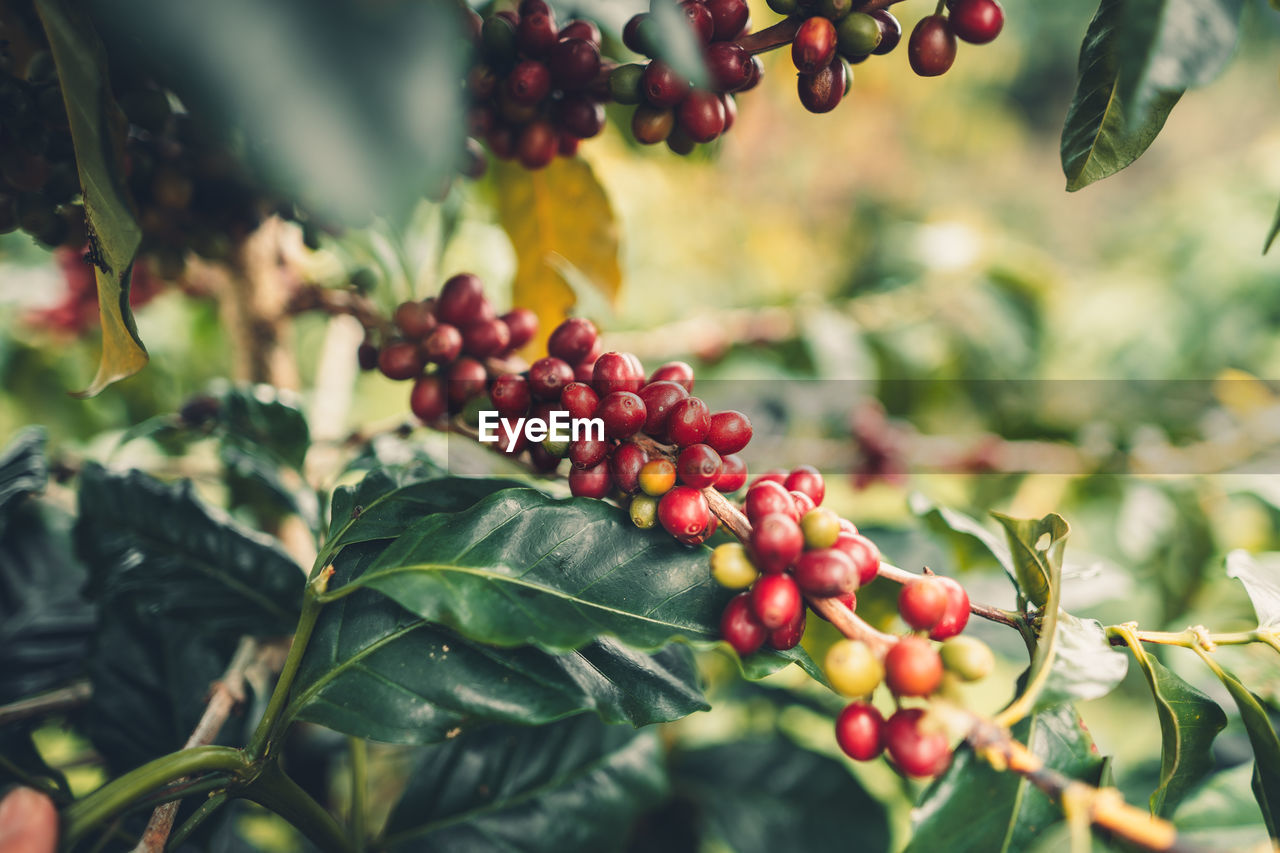 Close-up of red berries growing on coffee plant