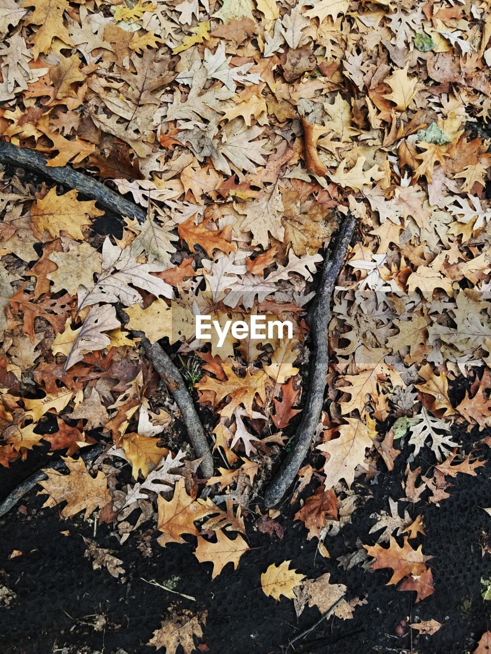 Close-up of autumn leaves on fallen tree