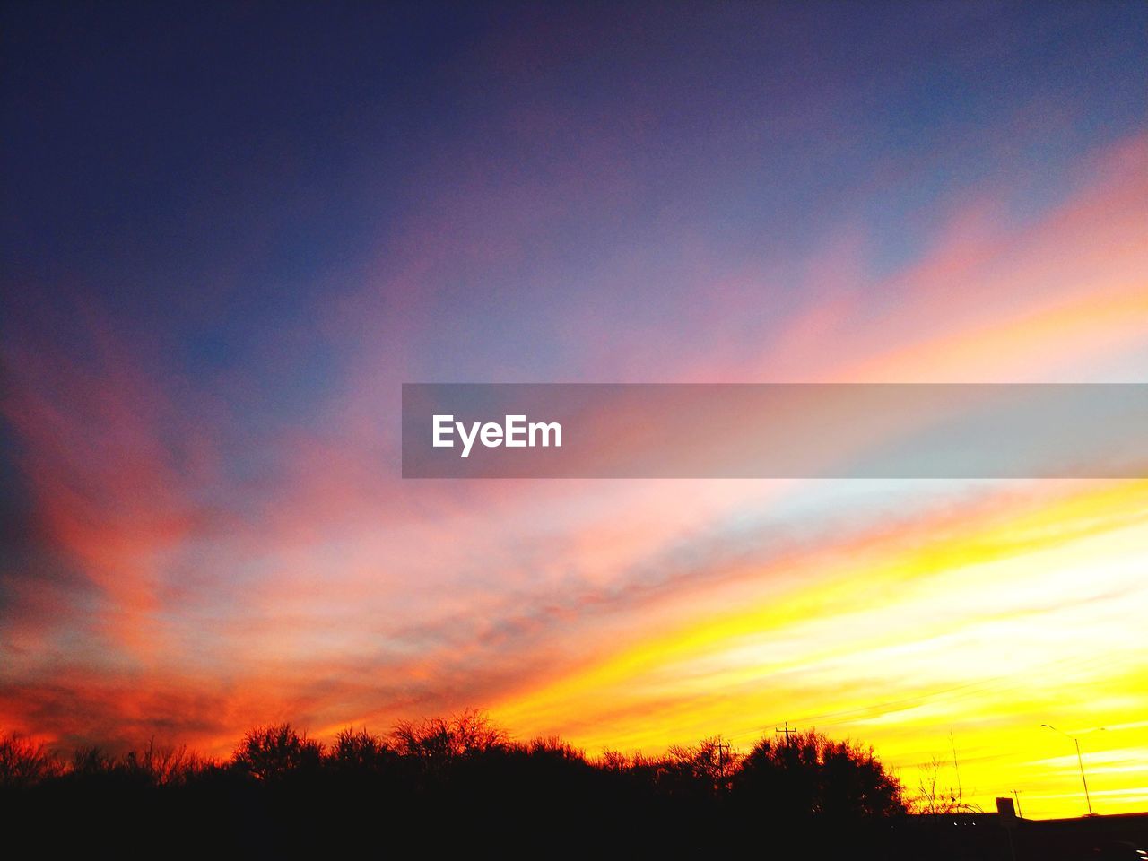 SILHOUETTE OF TREES DURING SUNSET