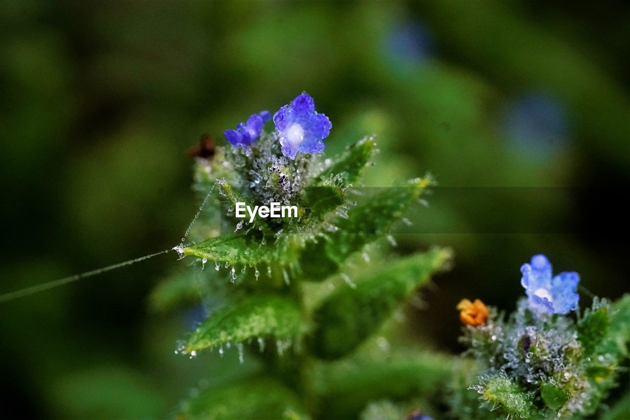 Close-up of purple flowering plant