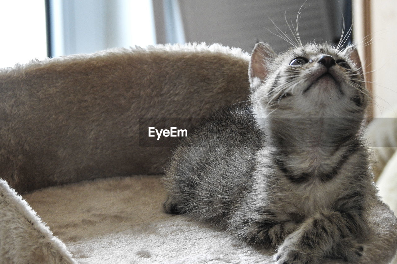 Close-up of a cat looking away