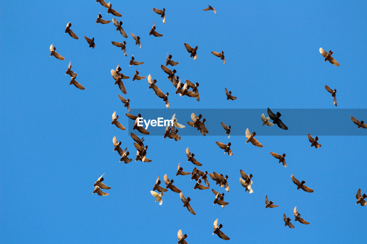 
a group of birds flying in the blue sky without clouds