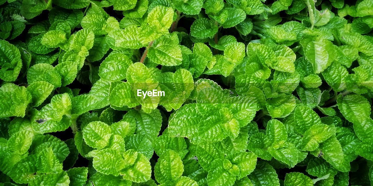 CLOSE-UP OF GREEN LEAVES