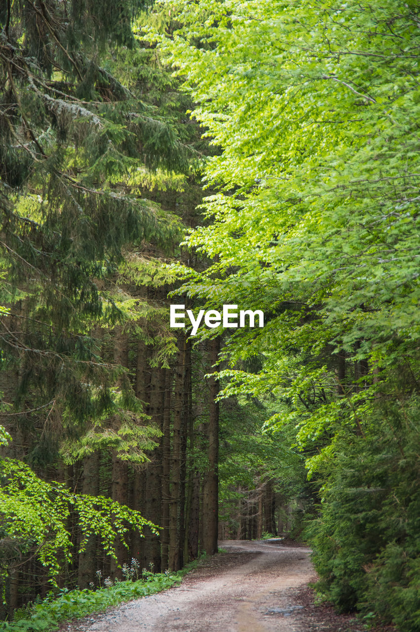 Dirt road amidst spring green trees in a forest