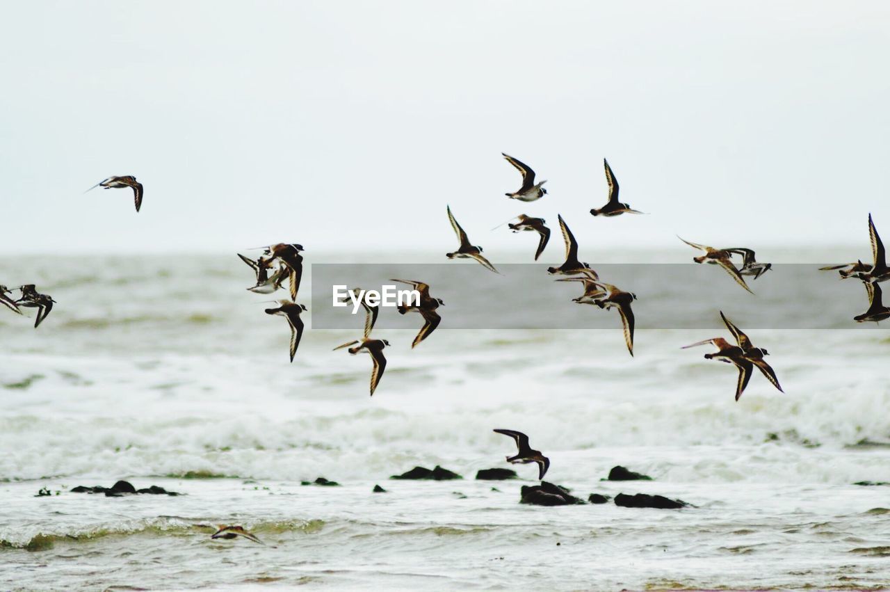 Flock of birds flying over sea against sky