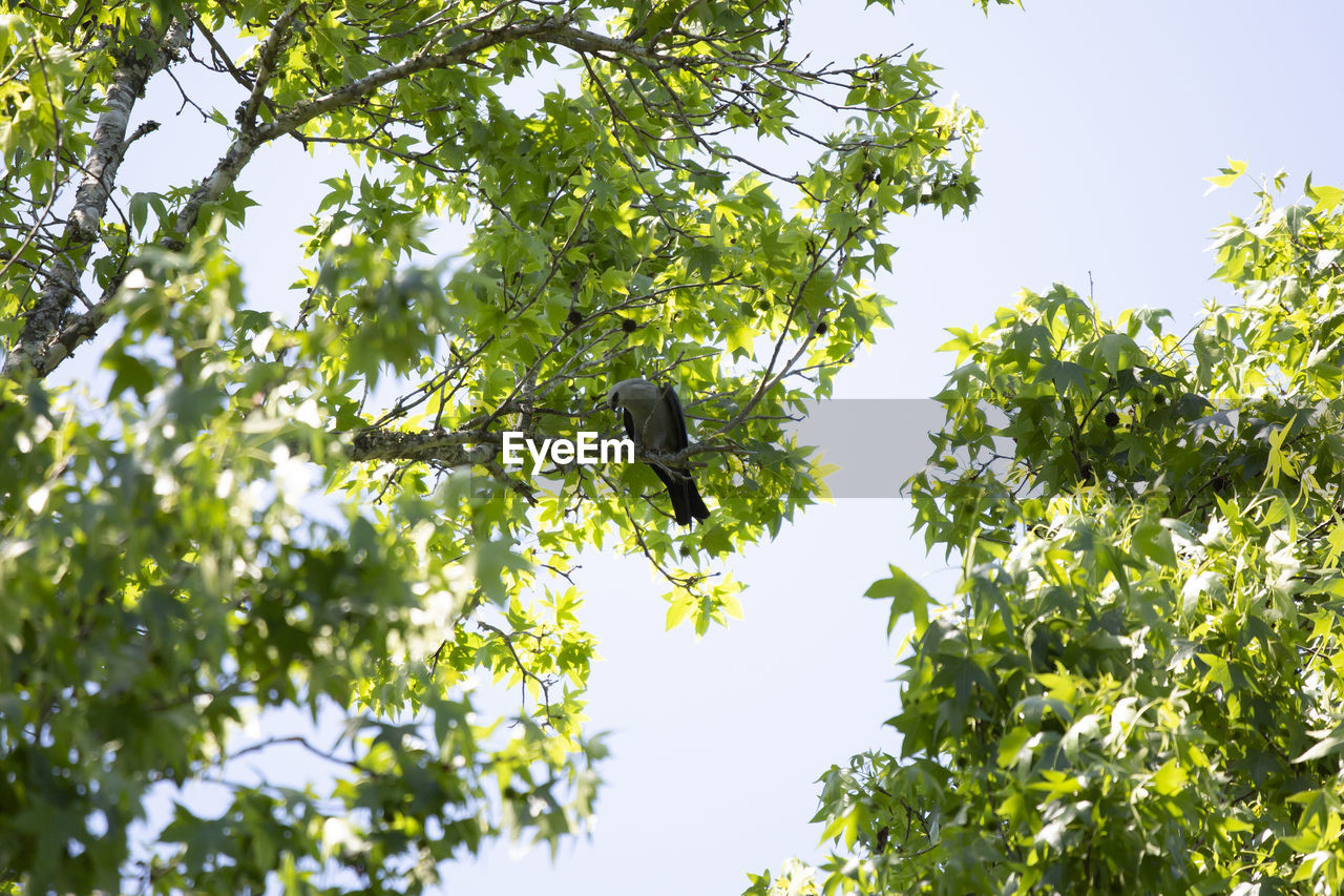 LOW ANGLE VIEW OF BIRD PERCHING ON BRANCH