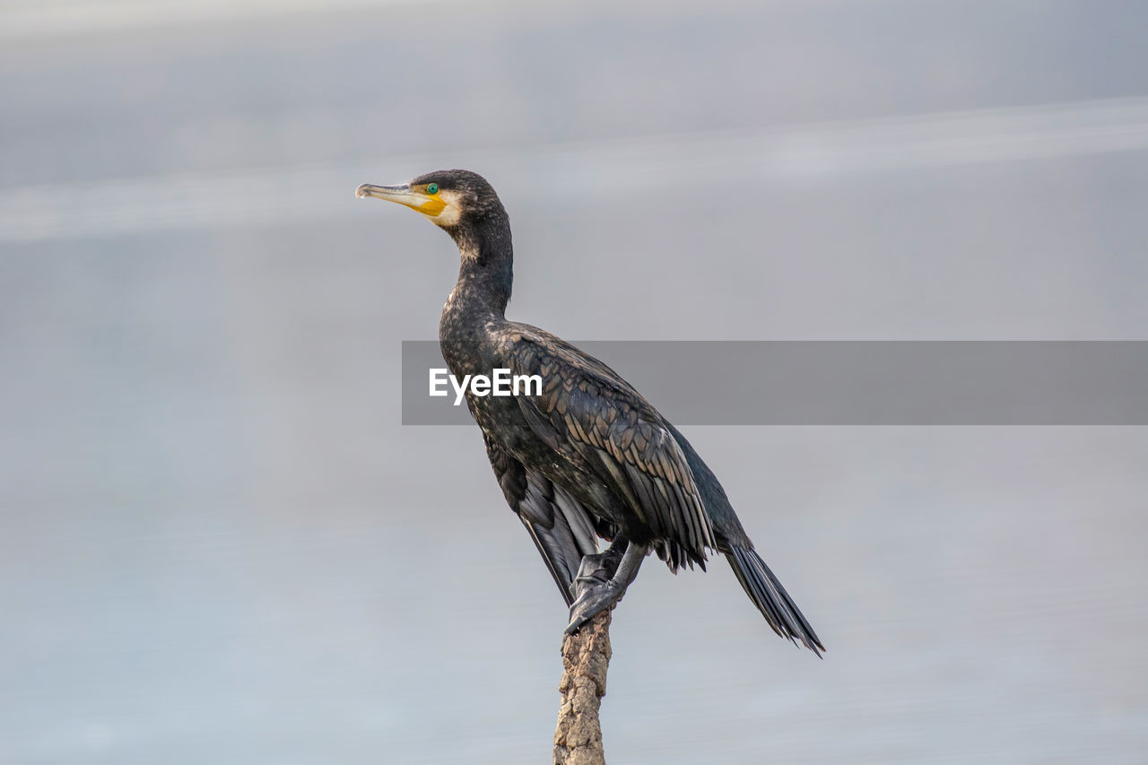 BIRD PERCHING ON WOOD AGAINST BLURRED BACKGROUND