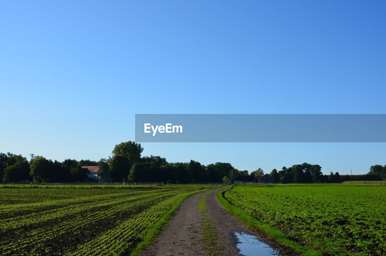 Scenic view of agricultural field against clear blue sky