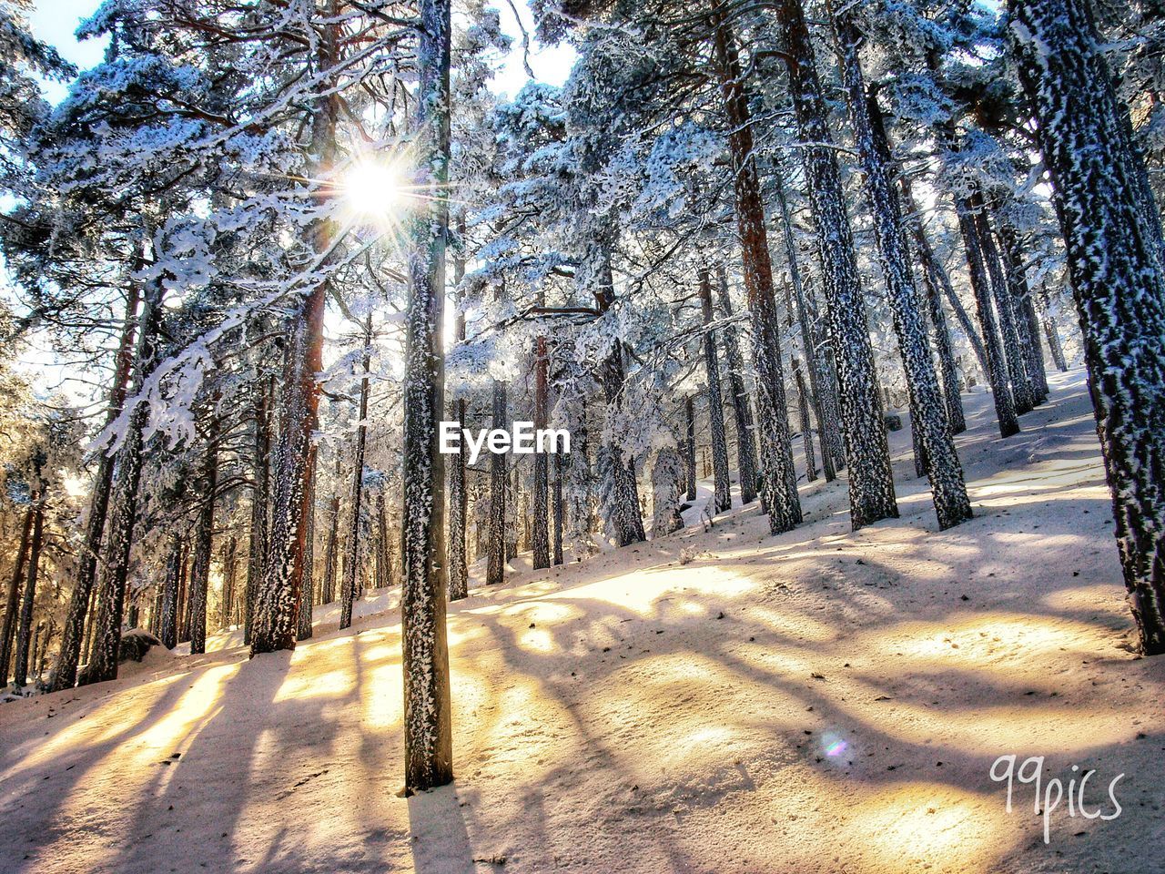 TREES IN SNOW COVERED FOREST
