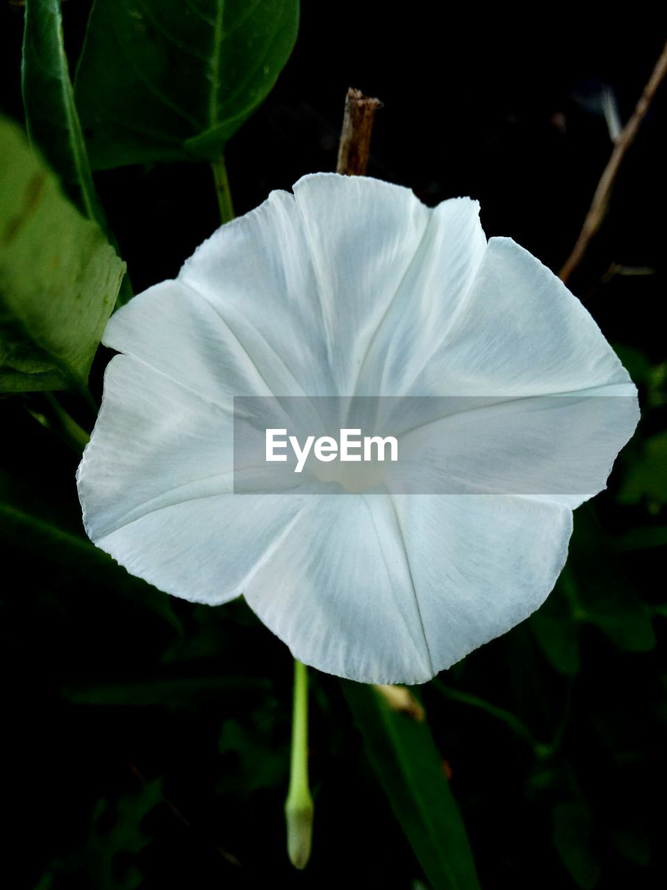 CLOSE-UP OF WHITE FLOWER