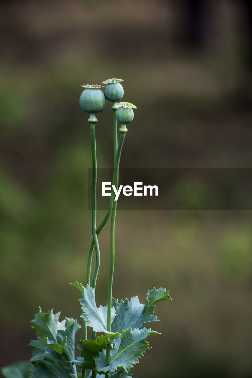 Close-up of plant against blurred background