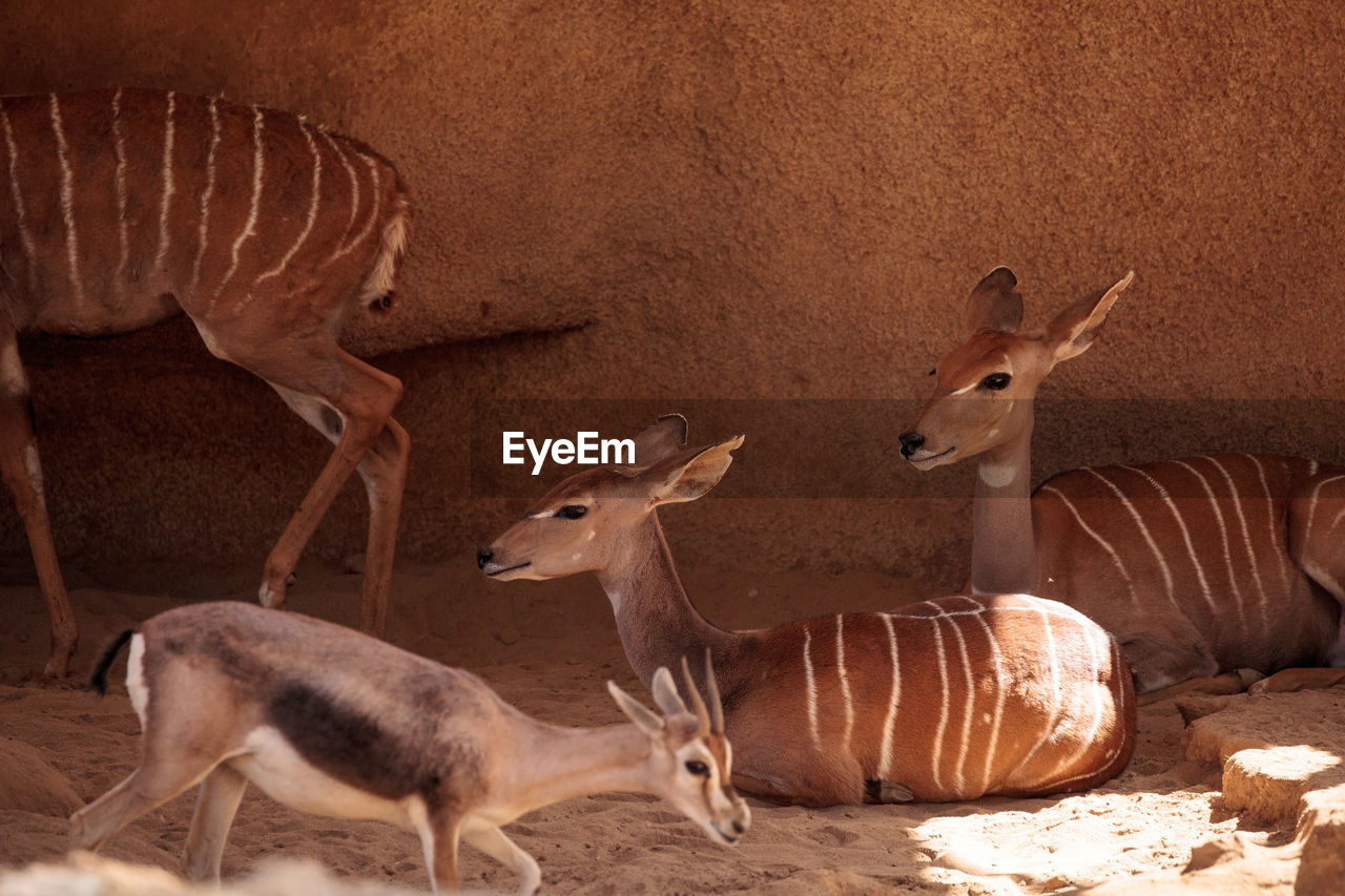 View of deer against rock formation