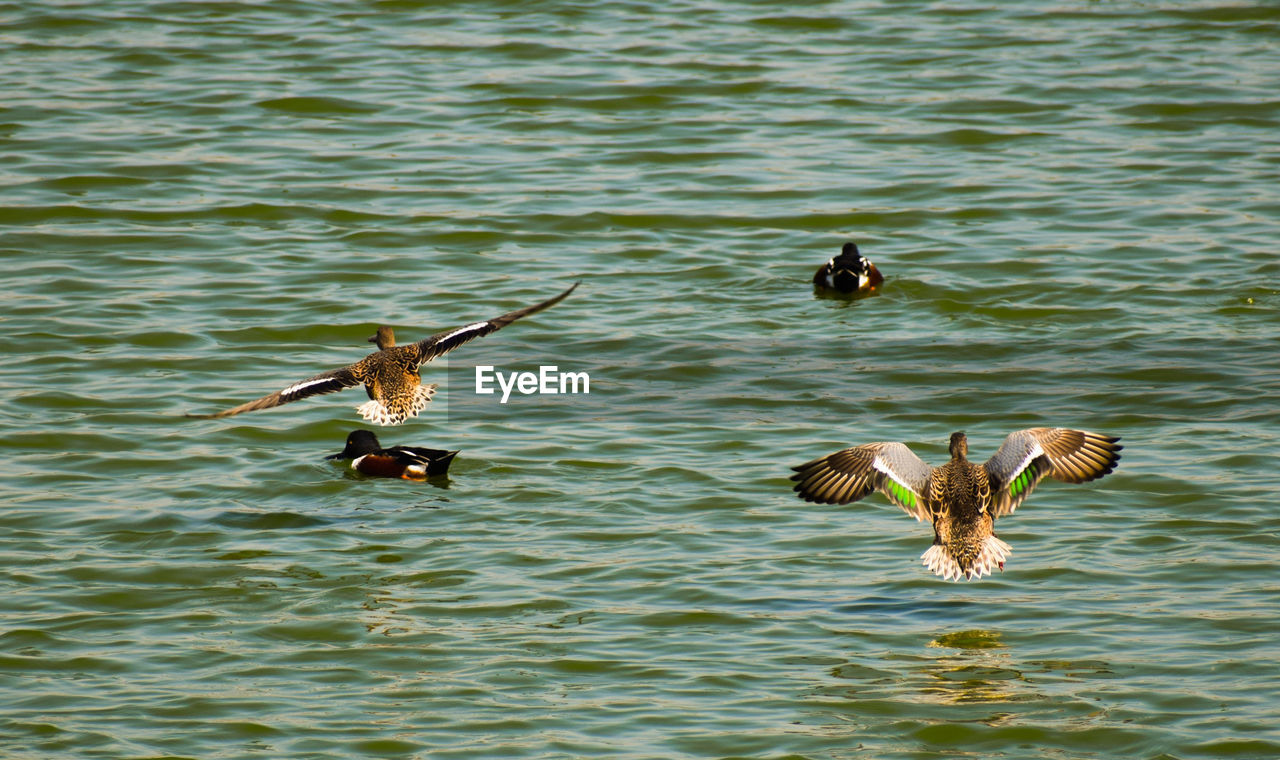 BIRDS SWIMMING IN LAKE