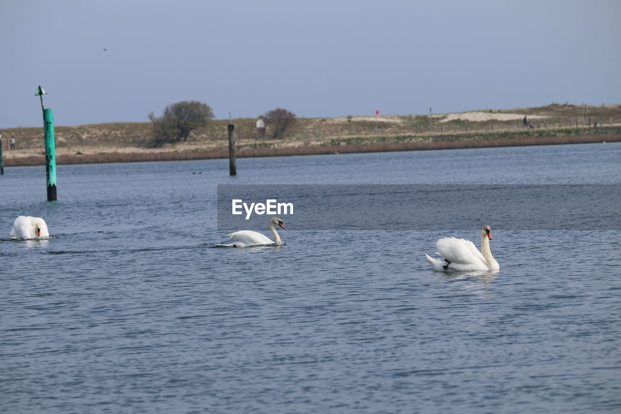 TWO SWANS SWIMMING IN LAKE