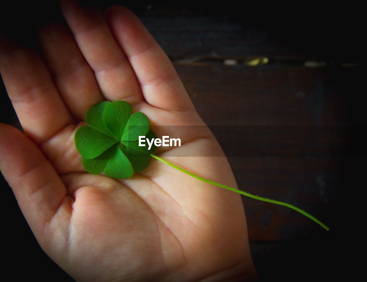 CLOSE-UP OF HAND HOLDING PLANT