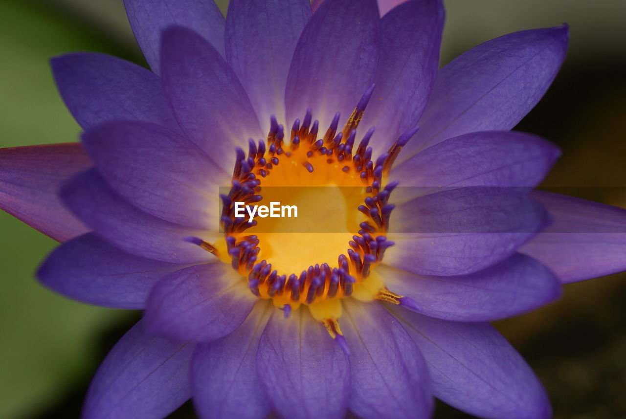 Close-up of yellow flower blooming outdoors