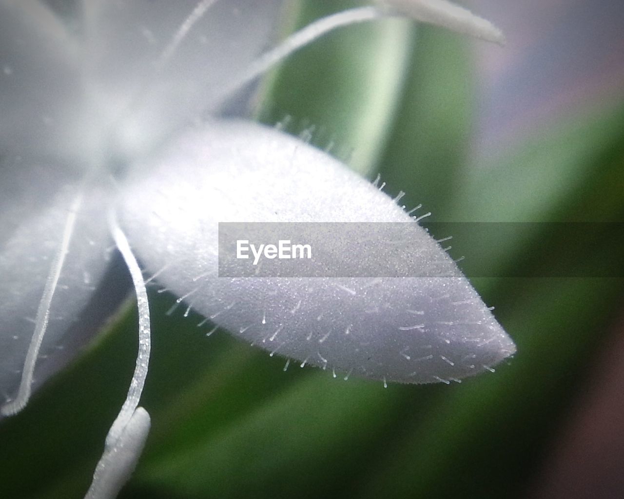 Close-up of cropped white flower against blurred background