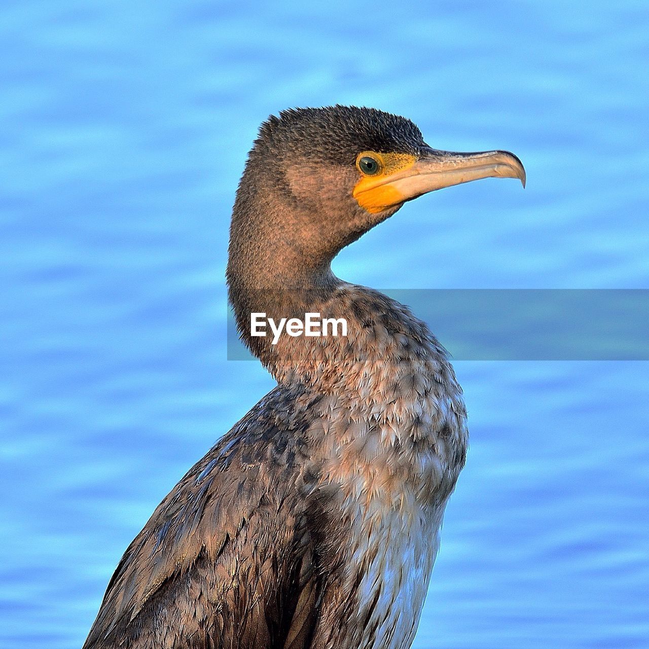 Close-up of a bird