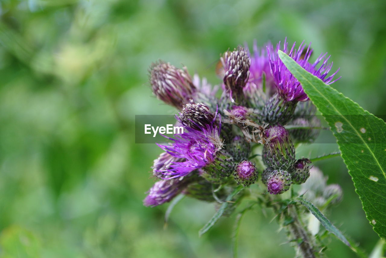 CLOSE-UP OF THISTLE ON PURPLE FLOWER