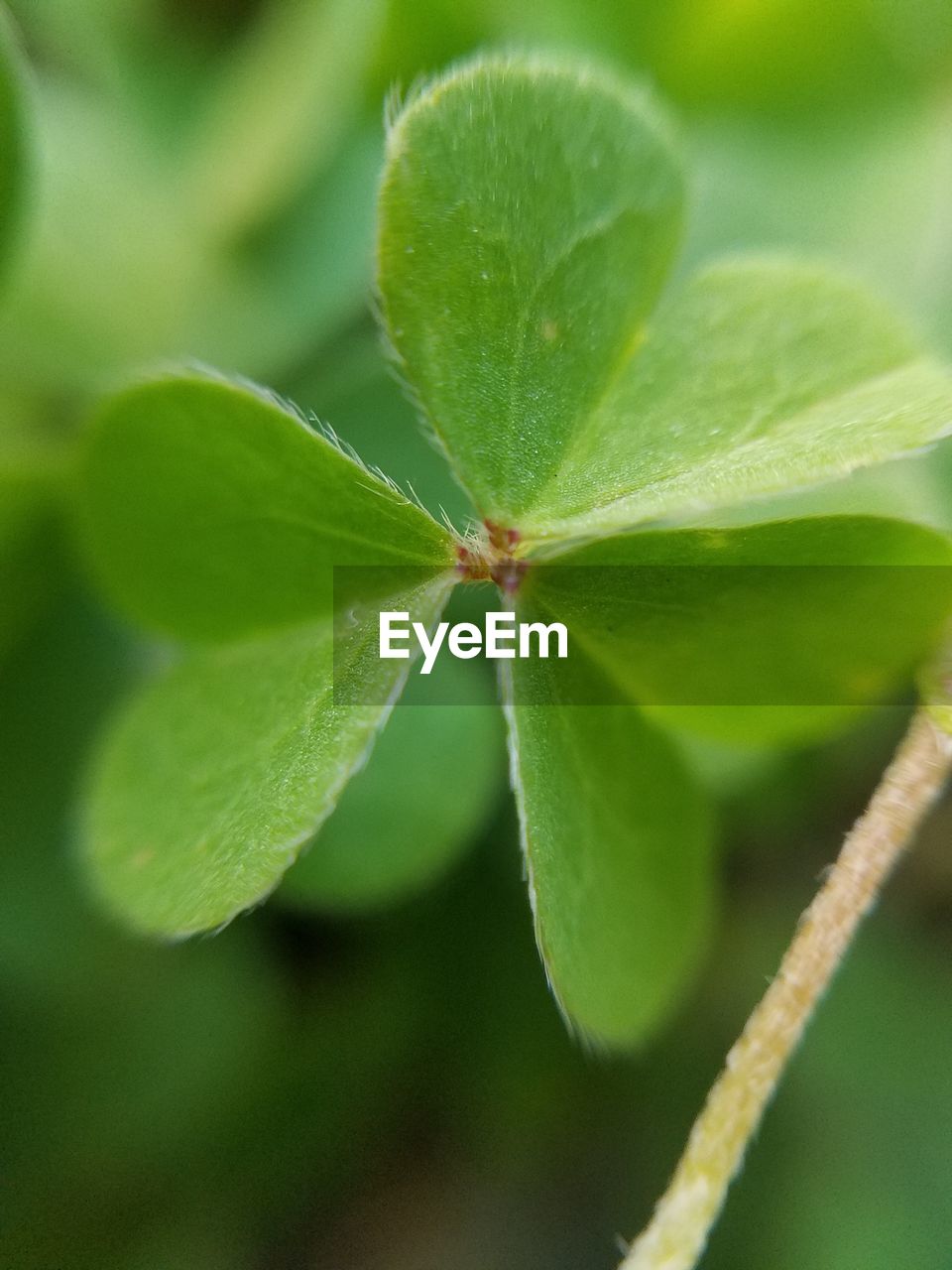 CLOSE-UP OF SPIDER ON WEB IN GREEN LEAF